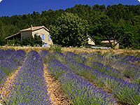 Lavendelfeld in der Provence provence, haus, lavendel, frankreich